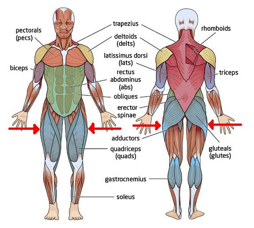 Muscles Of The Butt 101