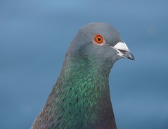 doves, pigeons