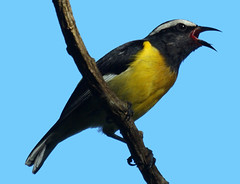 Jamaican Birds