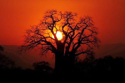 無料写真素材|自然風景|朝焼け・夕焼け|樹木|橙色・オレンジ|風景タンザニア