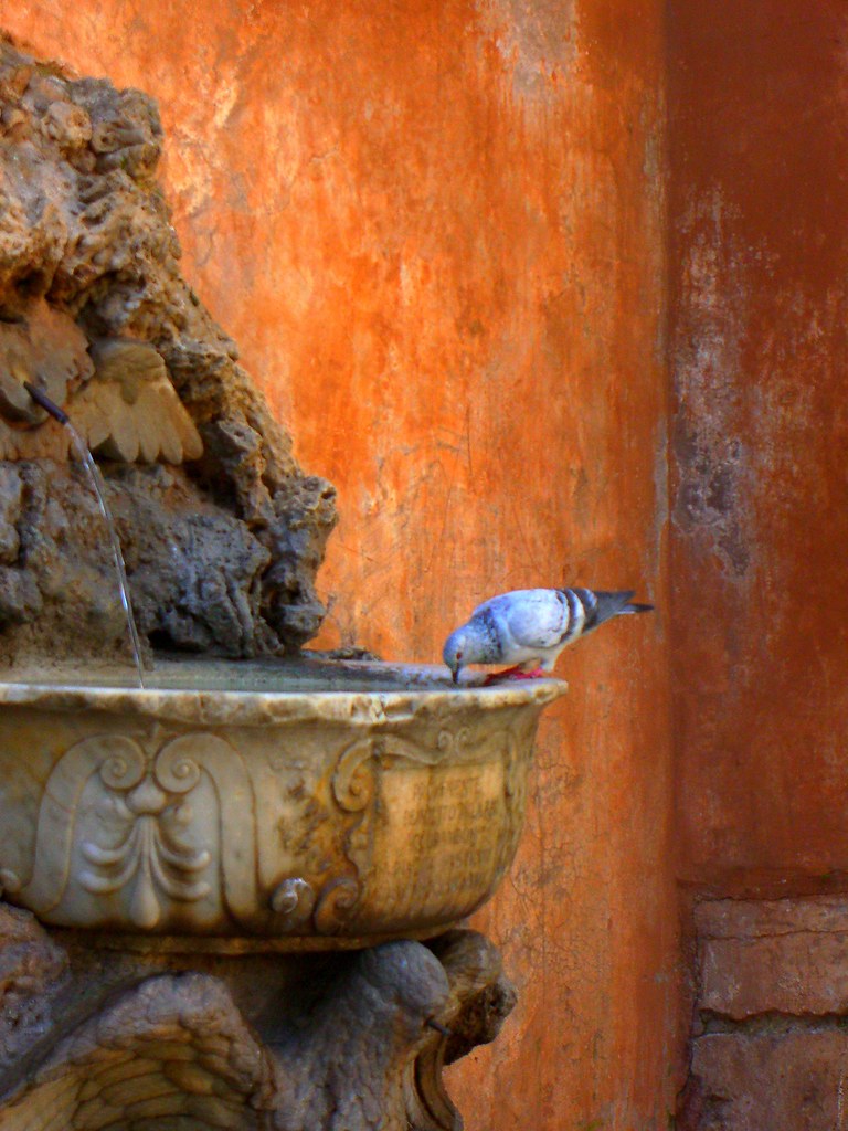 Pigeon at fountain