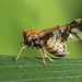 Ornate Planthopper (Liburniella ornata)
