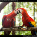 Guacamaya roja, Scarlet macaw, Belize Zoo (3)