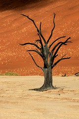 Africa - Namibia / Sossusvlei
