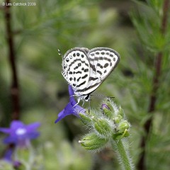 Butterflies (and moths etc.) in Bulgaria