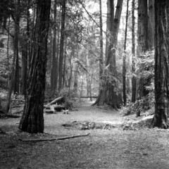 muir woods, 1957 (1957-240-16)