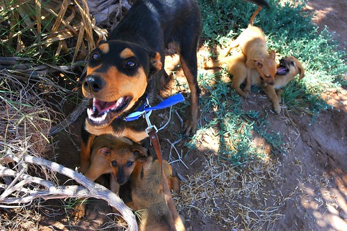 Lady Momma very happy to be rescued with all 4 pups, hiding in the shade while the puppies play, San Bruno, Baja California Sur, Mexico by Wonderlane