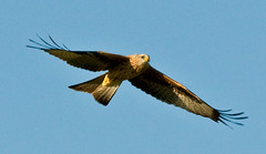 Red Kites in wales Gigrin Farm POST CODE LD6 5BL