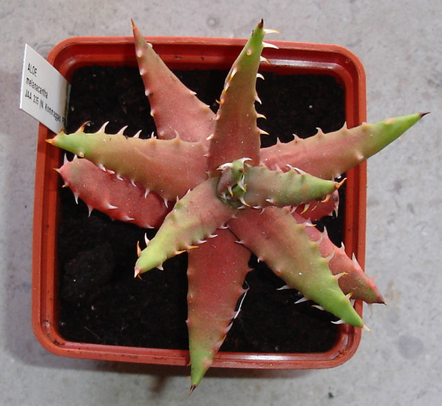 Aloe melanacantha var. melanacantha