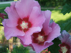 Hibiscus syriacus, "Rose of Sharon"