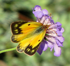 4...2009 Butterflies and Moths