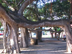 The Lahaina Banyan Tree