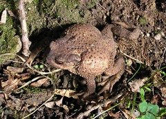 Bufo bufo - Common toad or European toad - Crapaud commun - Août 06