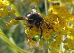 Hymenoptera: Wasps - Social