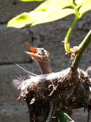 Baby hummingbird
