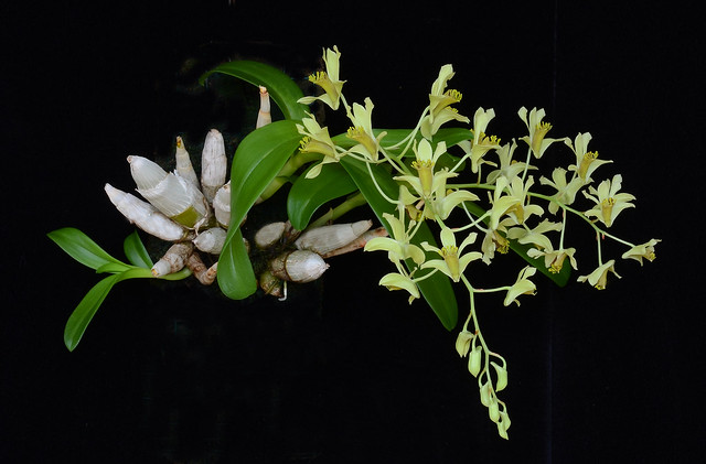Dendrobium delacouri, June 2011.