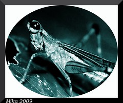 2009-Insectes