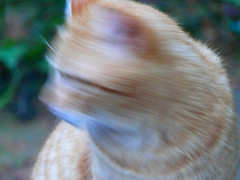 Cat Blur