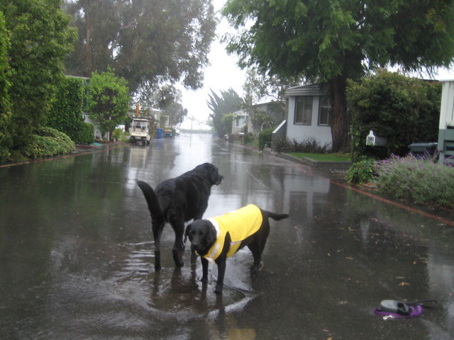 rainy day dogs