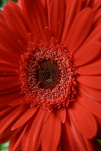 spring-daisy-red