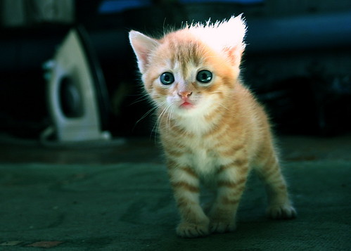 cute-kitten 02 by arseniy4