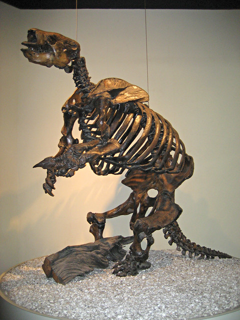 Harlan's Ground Sloth Skeleton | Flickr - Photo Sharing!
