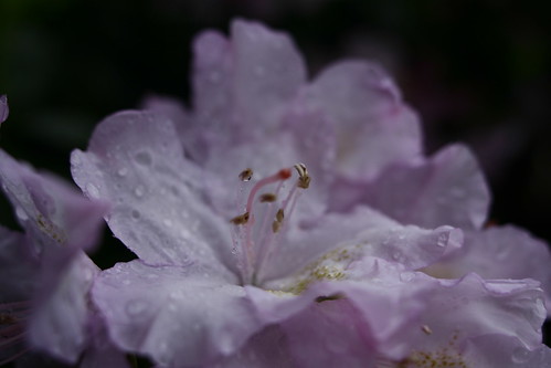 light-pink-azalea-flower