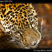 Junior the Jaguar, Belize Zoo