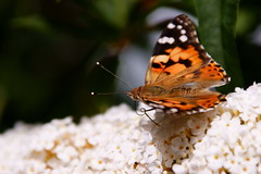 Schmetterlinge / Butterflies