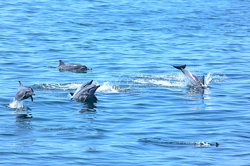 3W69-龜山島-長吻飛旋海豚