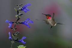 2011 Hummingbirds