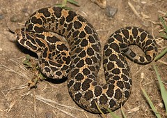 Mexican Lance - Headed Rattlesnakes (Crotalus polystict