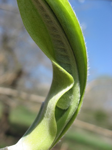Magnolia leaf