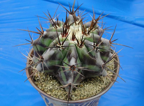 Echinocactus ingens 'purple banded form' by ferox56