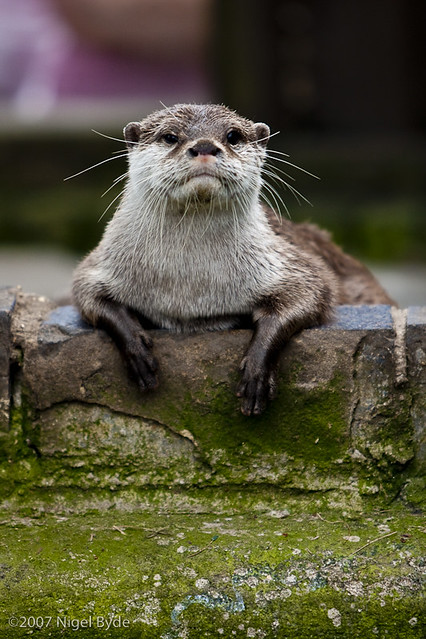 Female Otter