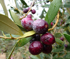 OLIVES and Olivetrees