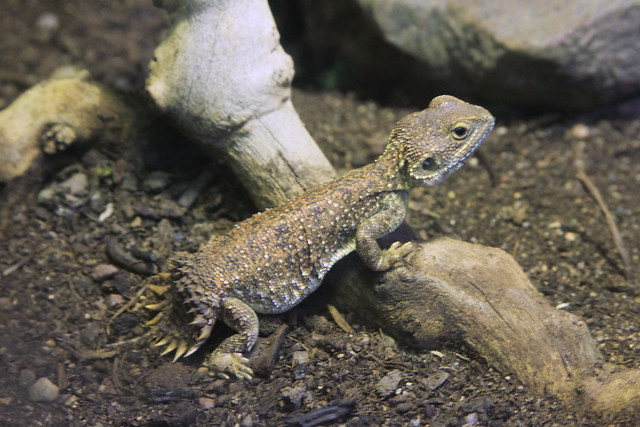 Shield-tailed Agama | Flickr - Photo Sharing!