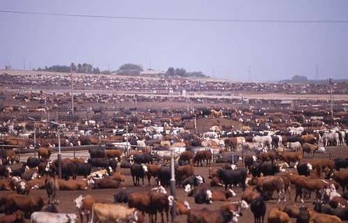 Beef Cattle Factory Farm