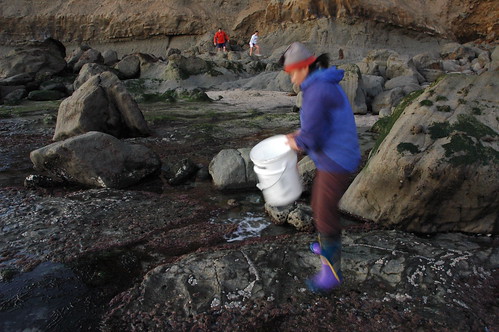 Biologist studying the ocean among the rocks, Pillar Point, sample collection bucket, tourists, near Mavericks, California, USA by Wonderlane