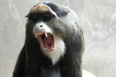 Primates - Apes - Monkeys