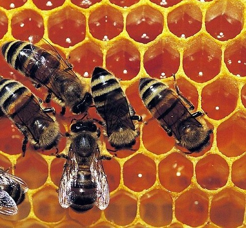Bee Propolis/ Royal Jelly