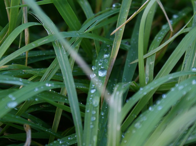 rainy grass