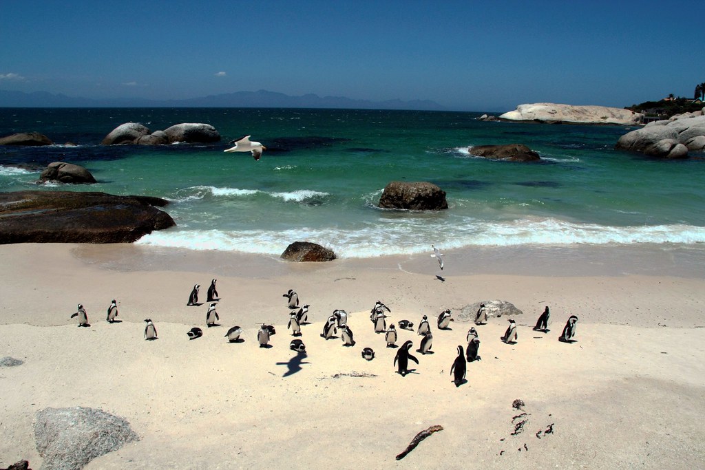 пляж боулдерс пингвины