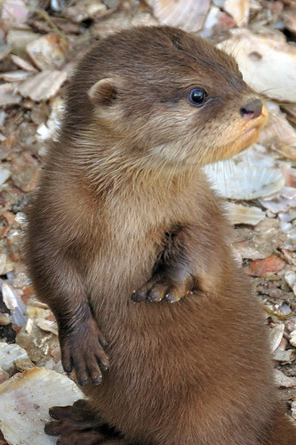 Otter  pup cuteness by Paul Stevenson