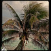 Palm on Isla Mujeres