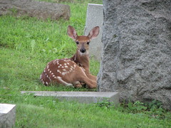 Cemetery Deer