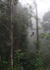 Jungle Flight, Chiangmai