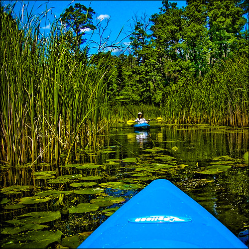 Paddling in Cootes Paradise (Image Credit: Kenneth Moyle/Flickr. Licenced under CC BY-NC