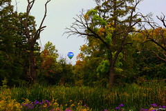 Great Forest Park Balloon Race