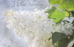 Lilac Sunday